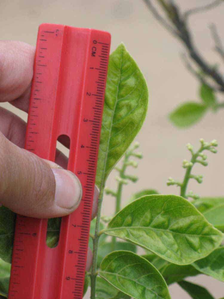              Unifoliolate leaf (Riverside, CA)       